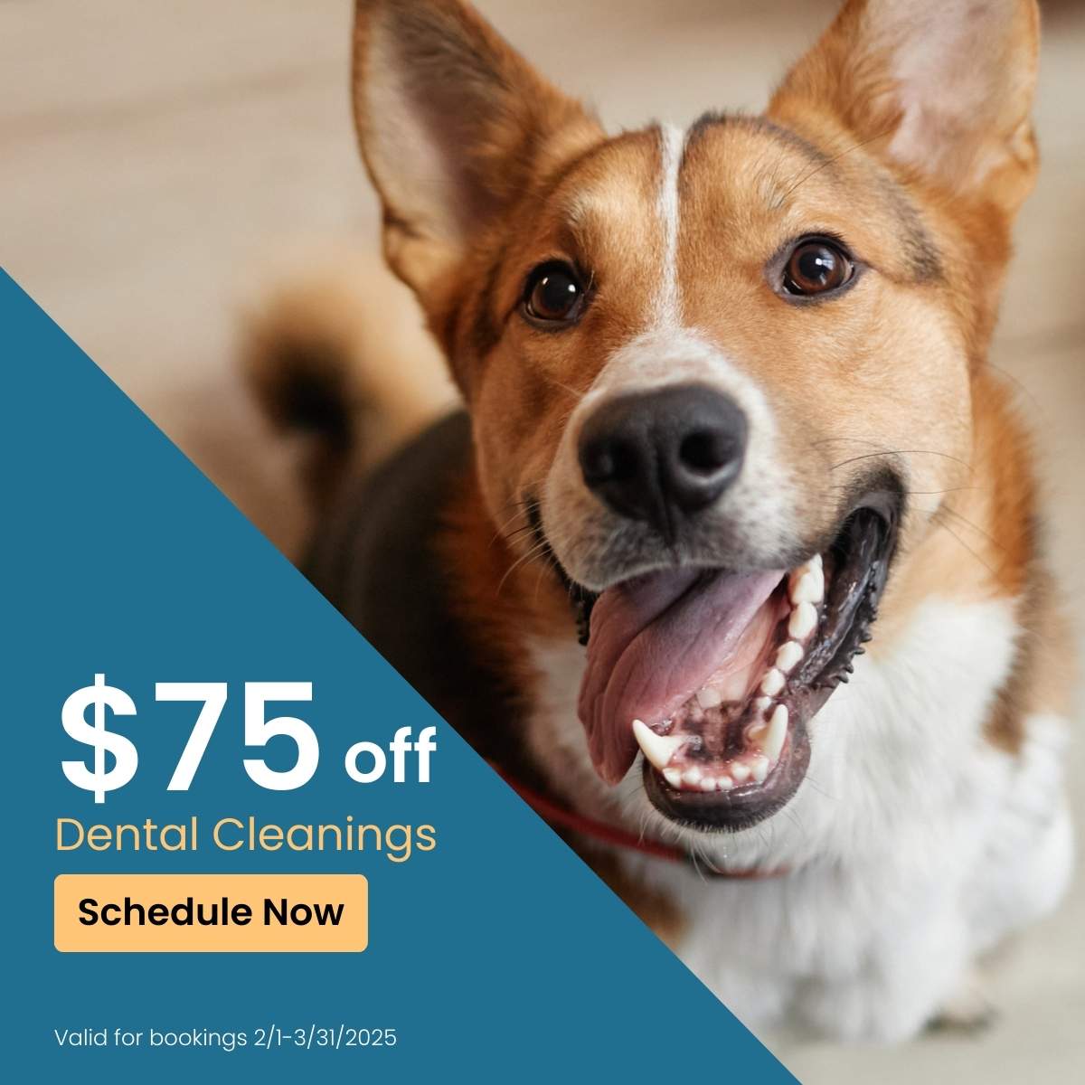Pet Teeth Cleaning | Dog Dental Cleaning | Atlanta