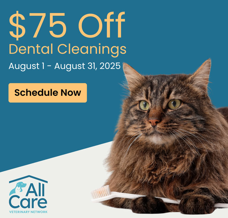 Save $75 on pet dental cleanings