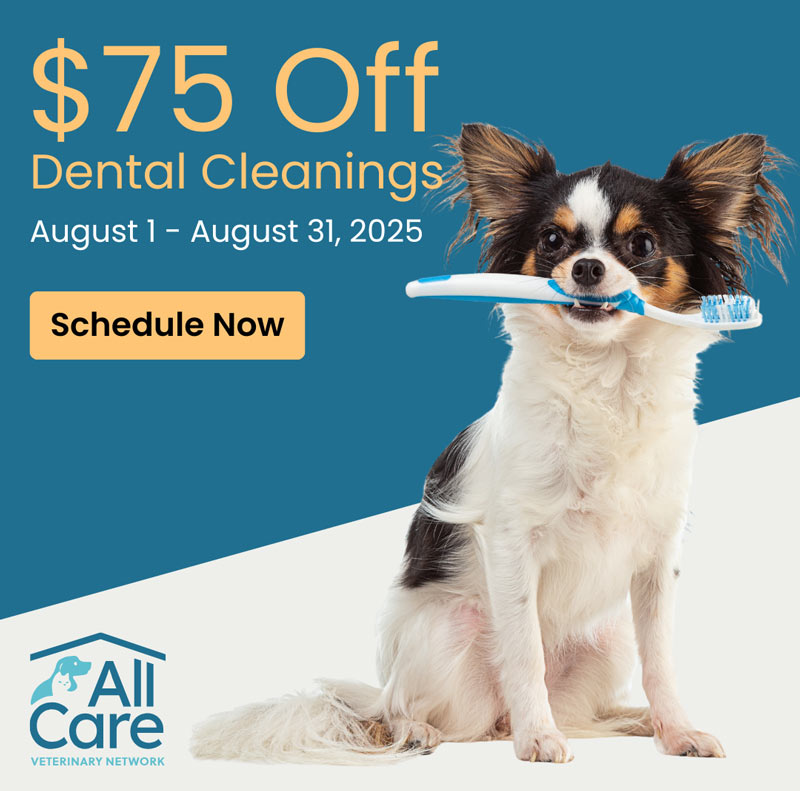 Dog Dental Cleaning