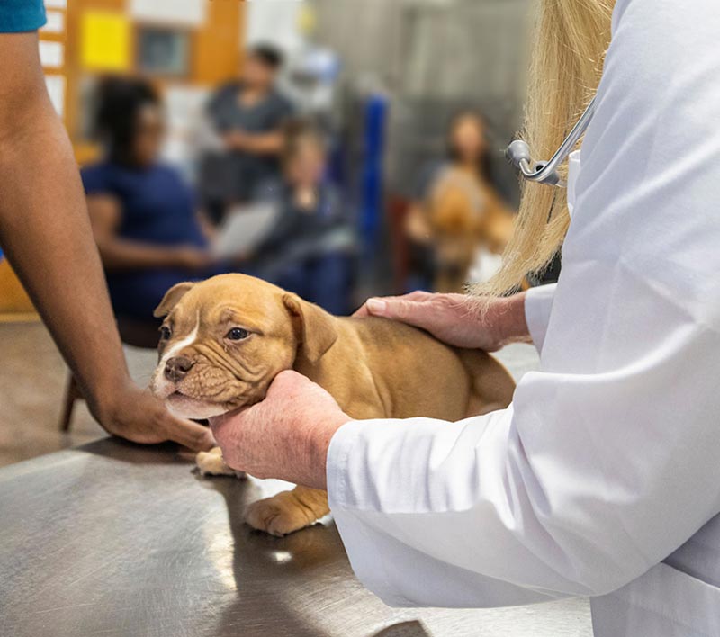 East Metro Animal Clinic, Southeast Atlanta