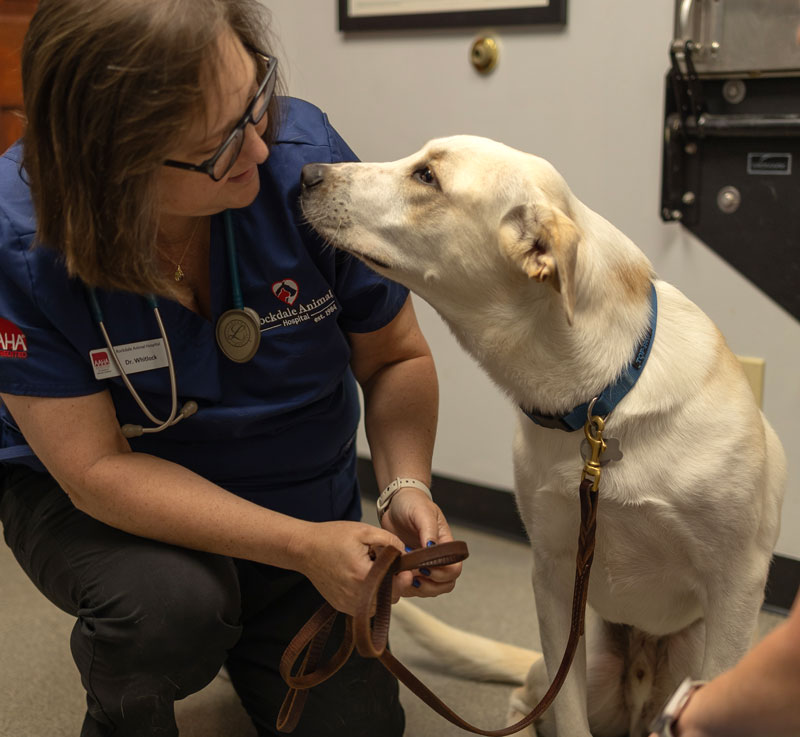 All Care Veterinary Network
