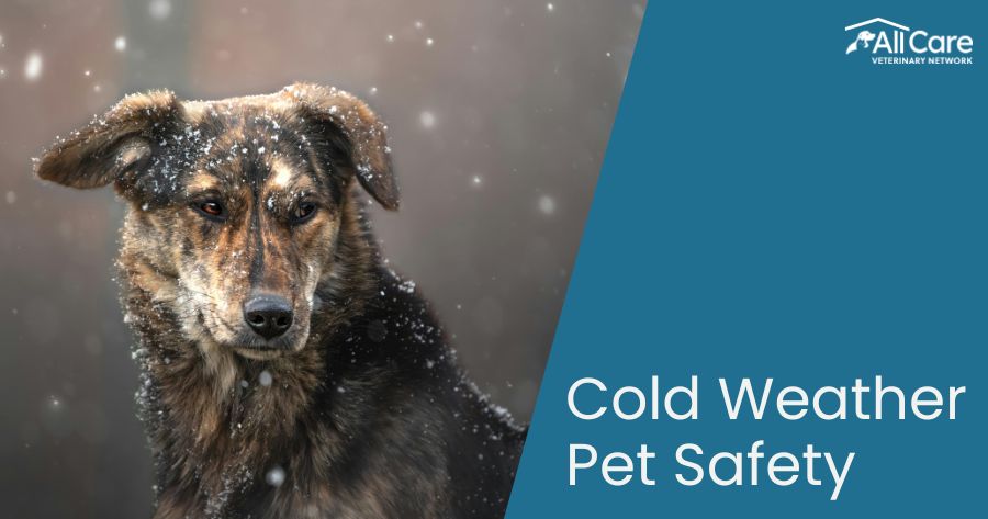 Cold Weather Pet Safety