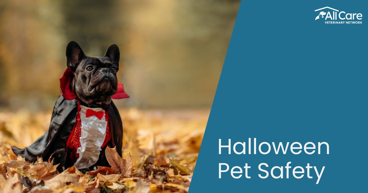 Halloween Pet Safety