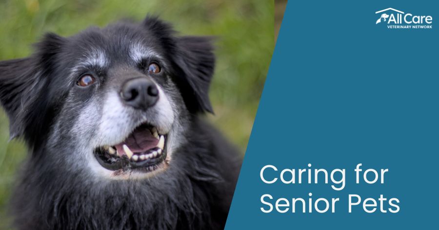 Celebrating Our Senior Pets