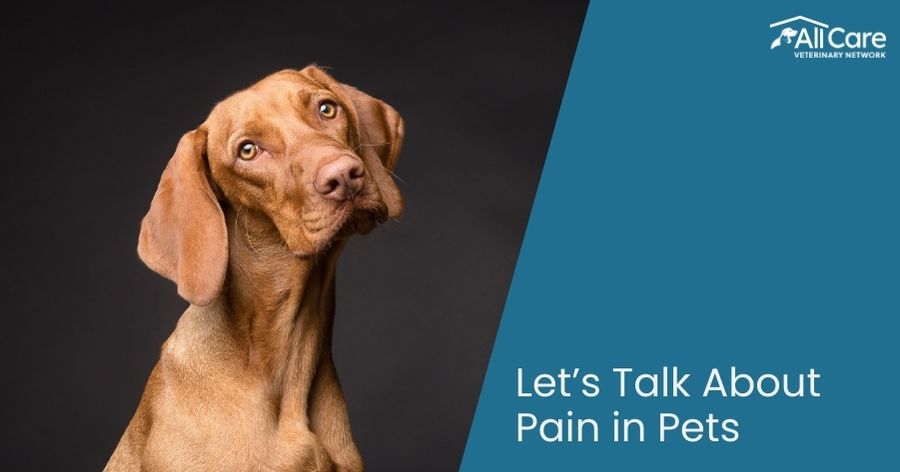 Let’s Talk About Pain in Pets