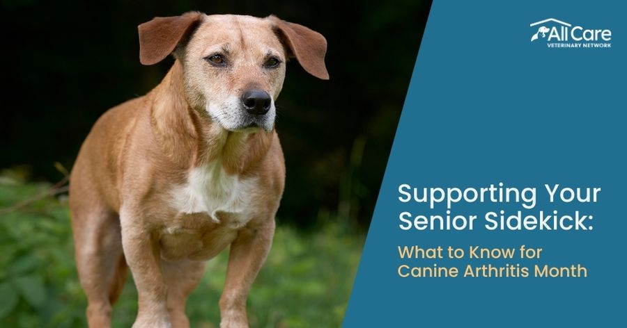 Supporting Your Senior Sidekick: What to Know for Canine Arthritis Month