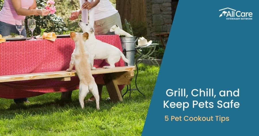 Grill, Chill, and Keep Pets Safe