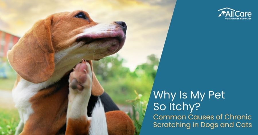 Why Is My Pet So Itchy? Common Causes of Chronic