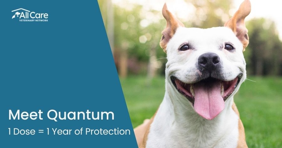 Meet Quantum: Year-Long Parasite Protection for Your Dog