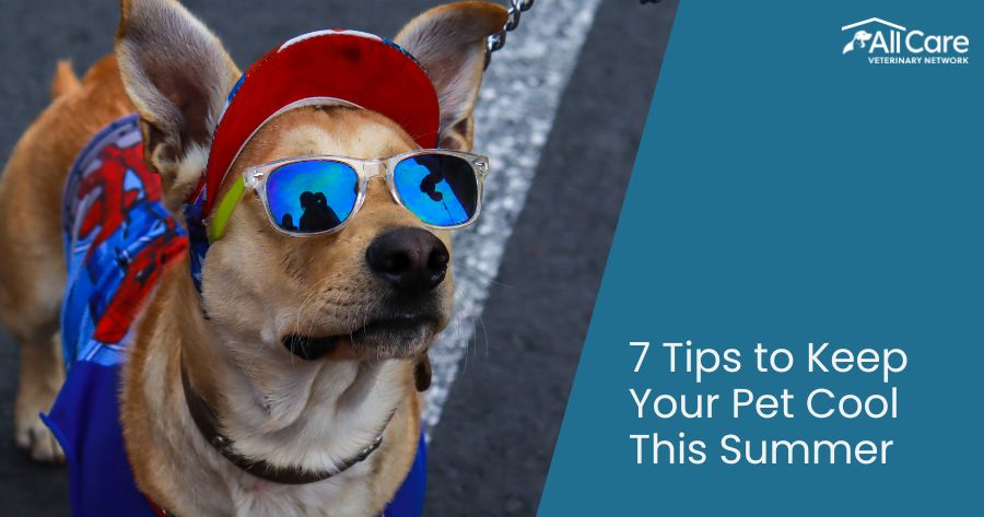 7 Tips to Keep Your Pet Cool This Summer