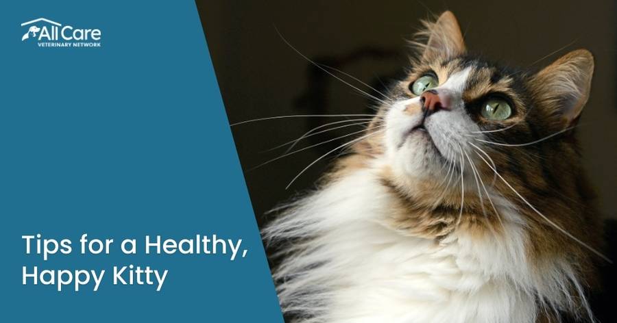 Celebrate National Cat Health Month