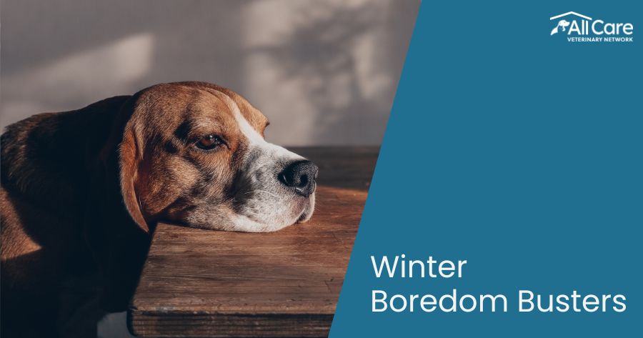 Winter Boredom Busters for Your Pet