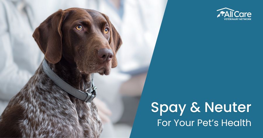 Why Spaying and Neutering Matters