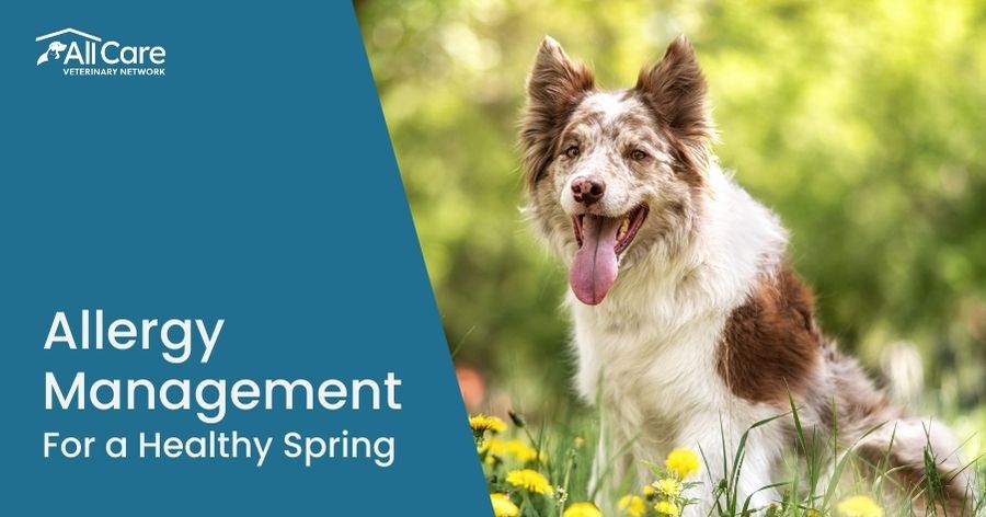 Seasonal Allergies in Dogs & Cats