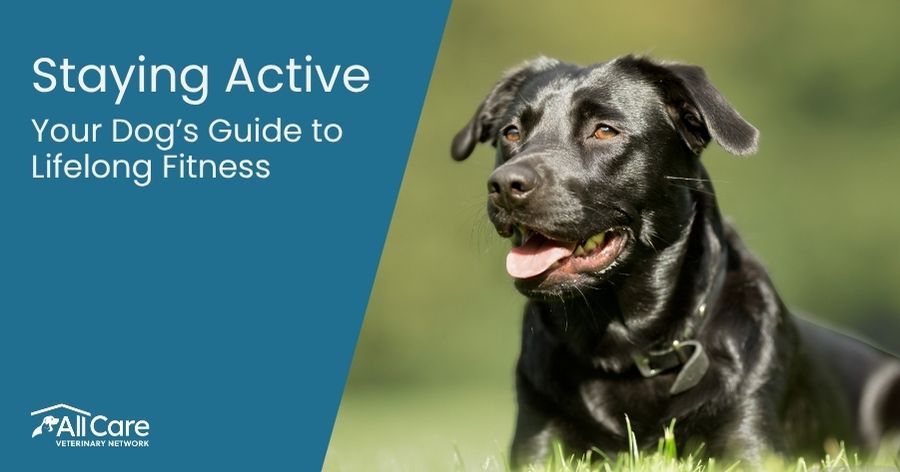 Helping Your Dog Stay Active, Healthy, and Thriving