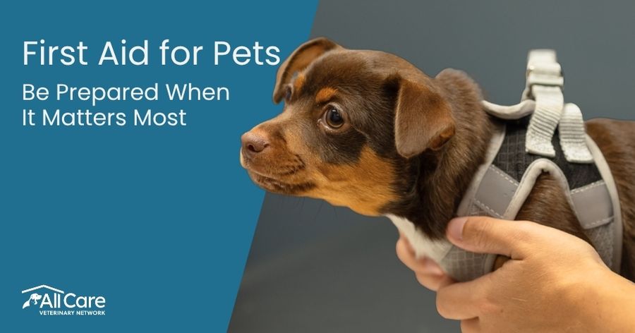 Pet First Aid 101