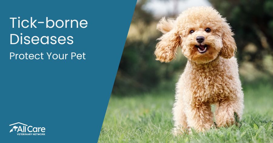 Tick-Borne Diseases in Pets