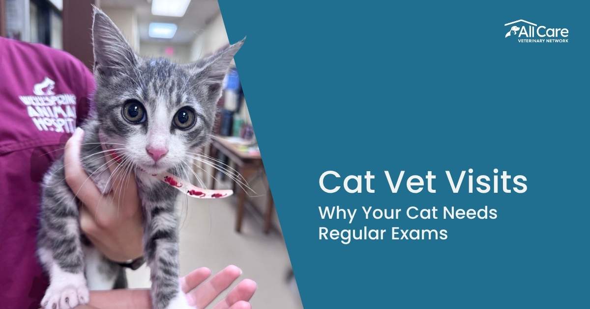 The Importance of Cat Vet Visits: Why Your Cat Needs Regular Exams