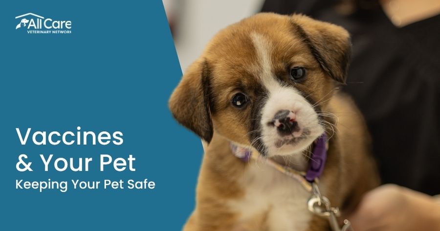 Vaccines & Your Pet: What You Need to Know Keeping Pets Safe