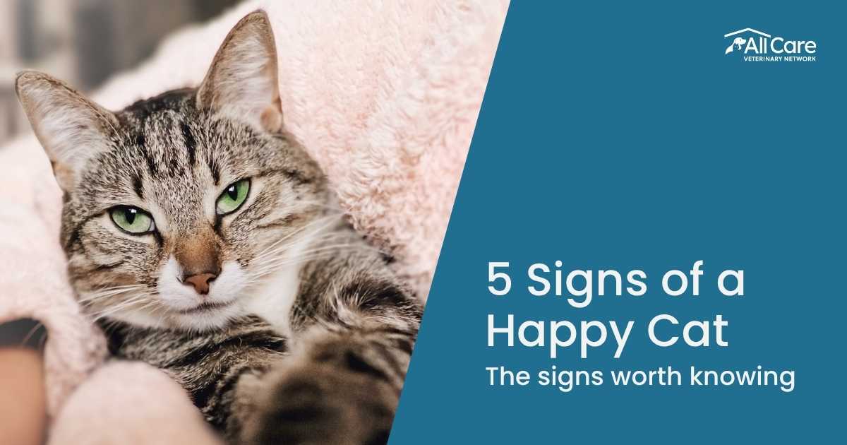 How to Keep Your Cat Happy & Healthy