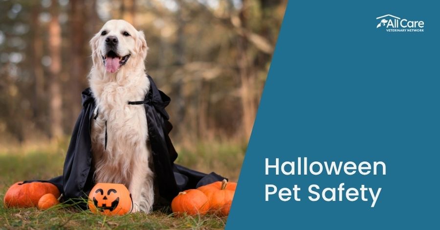 Halloween Pet Safety