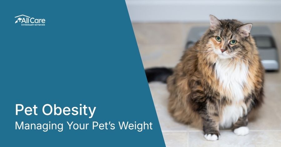 Don’t Let Your Furry Friend Get Weighed Down