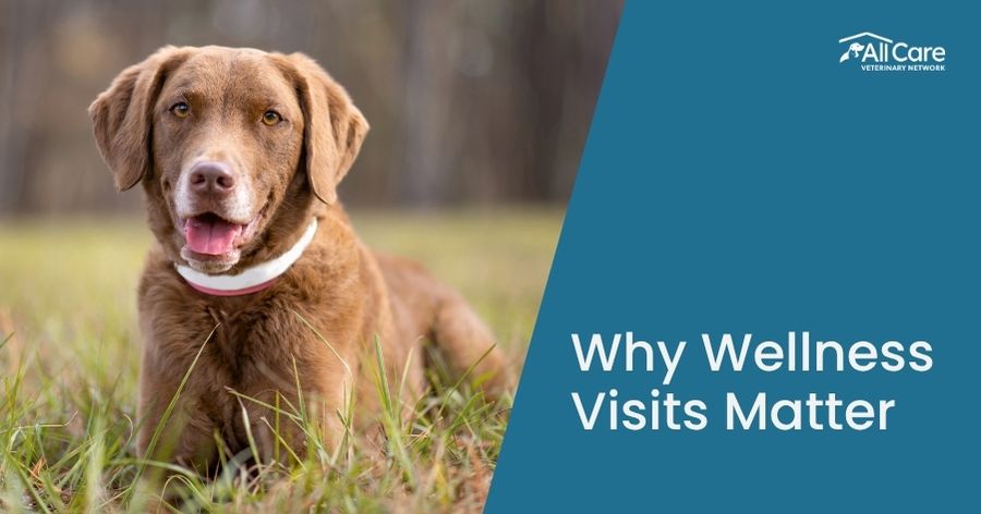 Keeping Pets Healthy