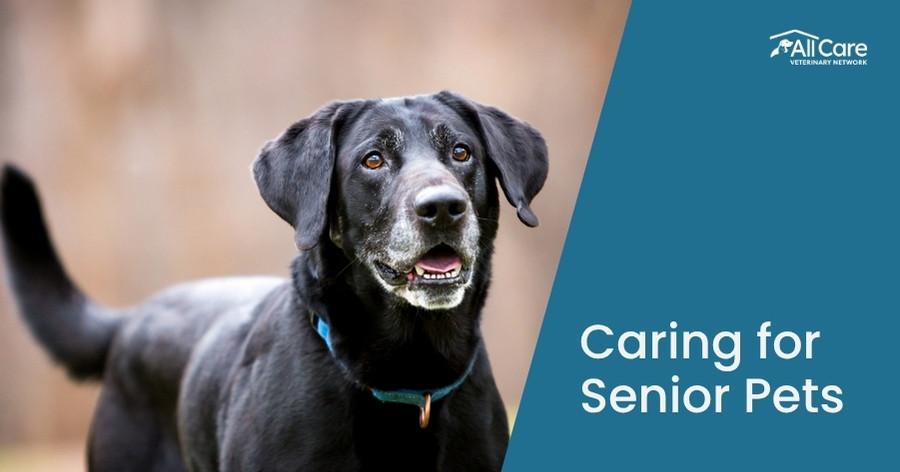 Celebrating Our Senior Pets