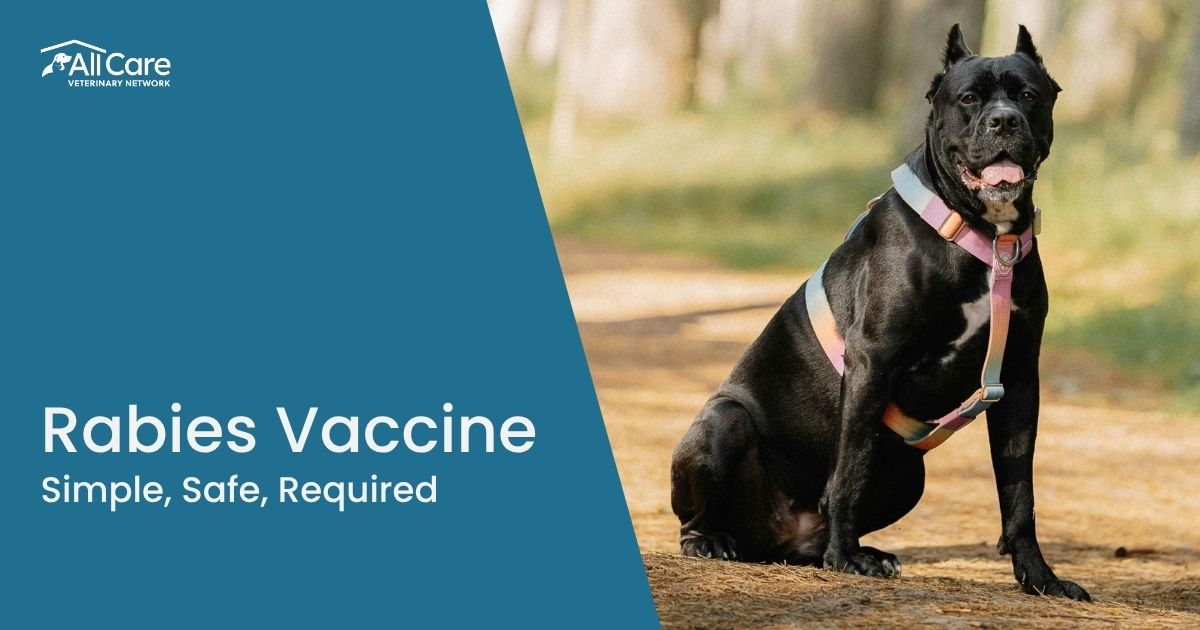 Rabies in Dogs and Cats: What Georgia Pet Owners Should Know
