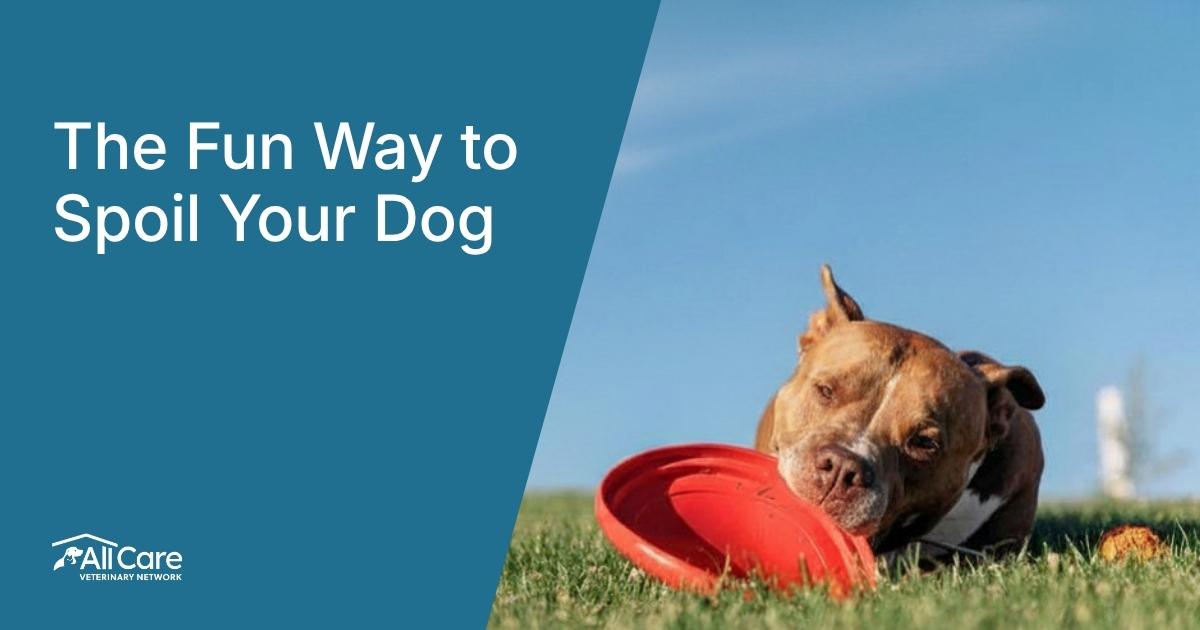 Spoiling Your Dog: The Fun Way to Do It Right