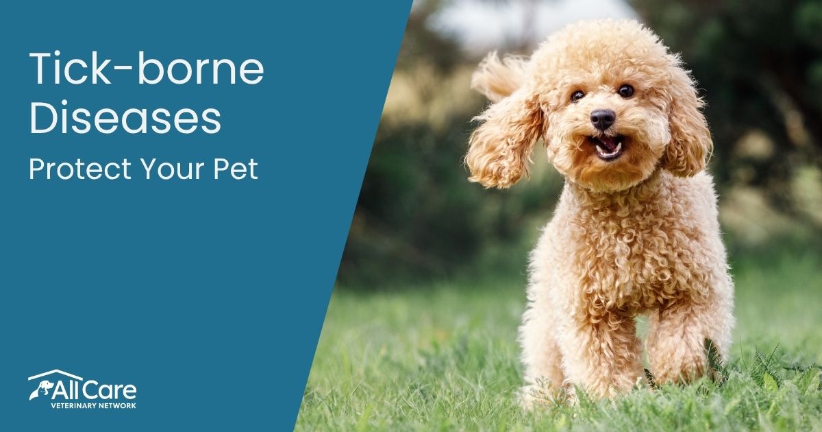 Tick-Borne Diseases in Pets