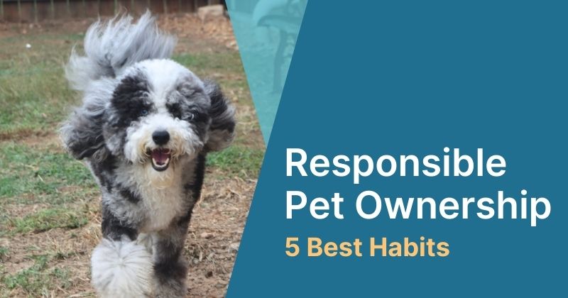 Creating the Habits of Responsible Pet Ownership