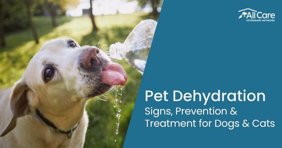 Pet Dehydration: Signs, Prevention & Treatment for Dogs & Cats