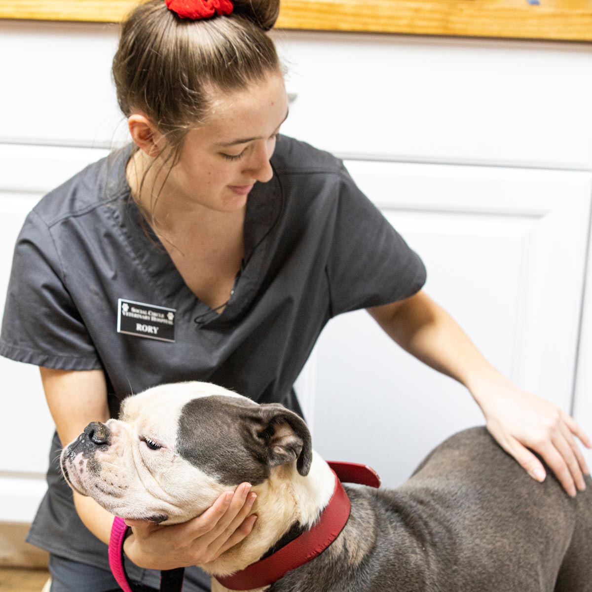 Social Circle Vet Hospital - Dog Vet Care