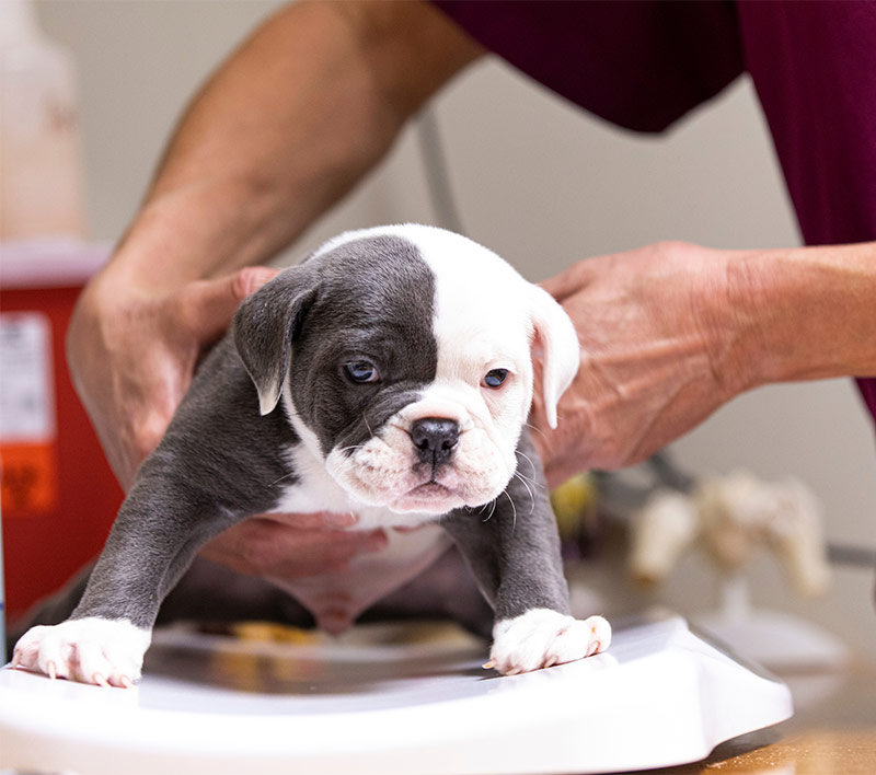 Social Circle Veterinary Hospital, Social Circle/Southeast Atlanta