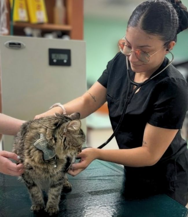 Dr. Johnston during cat exam