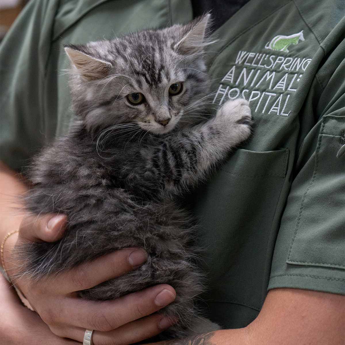 Wellspring Animal Hospital - Kitten Care